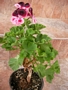 Английско мушкато, алба (Pelargonium grandiflorum)