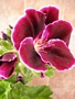 Английско мушкато, алба (Pelargonium grandiflorum)