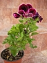 Английско мушкато, алба (Pelargonium grandiflorum)