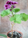 Английско мушкато, алба (Pelargonium grandiflorum)