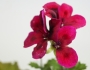 Английско мушкато, алба (Pelargonium grandiflorum)