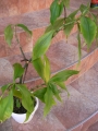 Ароматна кализия, стаен женшен (Callisia Fragans)