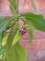 Ароматна кализия, стаен женшен (Callisia Fragans)