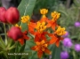 Асклепиас (Asclepias)