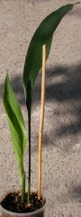 Аспидистра, Семейно щастие (Aspidistra)