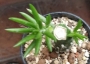 Аустроцилиндропунтия (Austrocylindropuntia subulata)