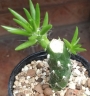 Аустроцилиндропунтия (Austrocylindropuntia subulata)