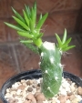 Аустроцилиндропунтия (Austrocylindropuntia subulata)