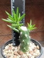 Аустроцилиндропунтия (Austrocylindropuntia subulata)