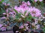 Азалия,рододендрон  розов (Azalea  Rhododendron)