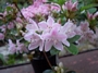 Азалия,рододендрон  розов (Azalea  Rhododendron)
