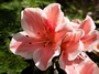Азалия, градинска, Рододендрон, розова (Azalea indica, Rhododendron, pink)