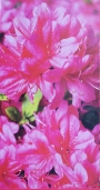 Азалия (Azalea)