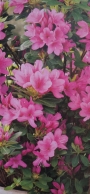 Азалия (Azalea)
