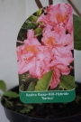Азалия (Azalea Knap-Hill-Hybride Sarina)