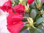 Азалия градинска (Azalea japonica)