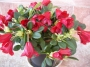 Азалия градинска (Azalea japonica)