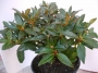 Азалия, градинска, Рододендрон, розова (Azalea , Rhododendron)