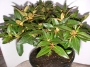 Азалия, градинска, Рододендрон, розова (Azalea , Rhododendron)