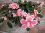 Азалия, градинска, Рододендрон, розова (Azalea indica, Rhododendron, pink)