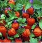 Физалис, червена мехунка (Physalis alkekengi)
