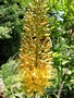 Еремурус (Eremurus)