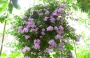 Бакопа лилава (Bacopa)
