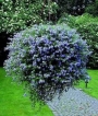 Бакопа лилава (Bacopa)