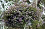 Бакопа лилава (Bacopa)