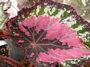 Бегония рекс (Begonia Rex)