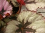 Бегония (Begonia)