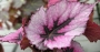 Бегония (Begonia)