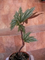 Бегония (Begonia)