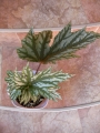 Бегония (Begonia)