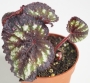 Бегония охлюв (Begonia escargot)