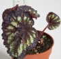 Бегония охлюв (Begonia escargot)