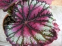 Бегония рекс (Begonia Rex)