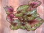Бегония рекс (Begonia Rex)