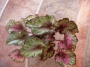 Бегония рекс (Begonia Rex)