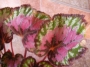 Бегония рекс (Begonia Rex)