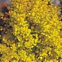 Берберис (Berberis Golden Rocket)
