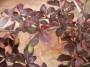 Берберис (berberis parkjuweel)