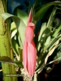 Билбергия (Billbergia nutans)