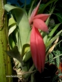 Билбергия (Billbergia nutans)