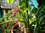 Билбергия (Billbergia nutans)