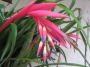 Билбергия (Billbergia nutans)