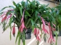 Билбергия (Billbergia nutans)