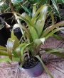 Билбергия (Billbergia nutans)