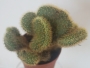 Борзикактус кристата (Borzicactus cristata)