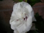 Бял хибискус, кичест, градински (Hibiscus jeanne darc)